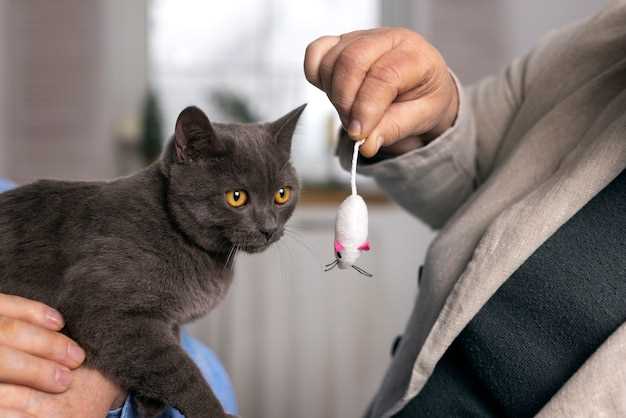 Cats prednisolone safe dosage side effects veterinary guide for responsible owners