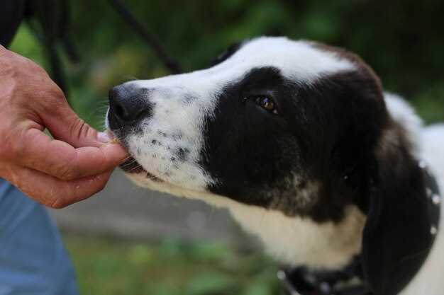 Potassium Crash or Just More Pee? Reading Your Dog’s Blood Panel After Lasix