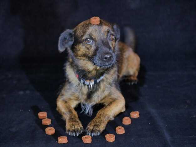 Dog prednisolone dosage side effects and safe tapering guidelines for owners