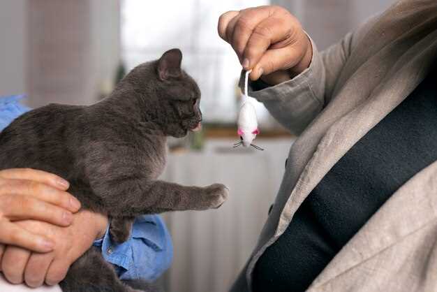 From Rattle to Purr: Real-Time Instagram Reels of Cats Walking Again After 5-Day Taper
