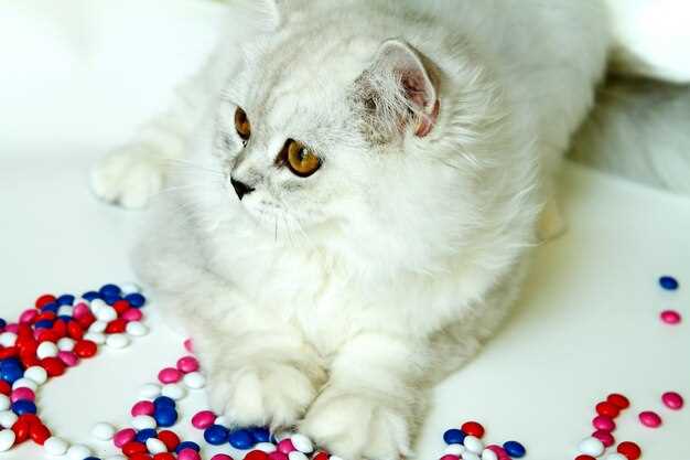 What the logs say: 42 cats, four clinics, one year