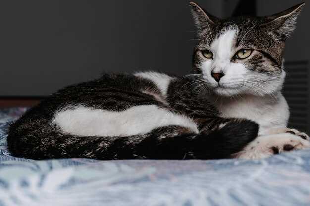 Exact Dosage Calculator: 1 mg/lb or 2 mg/kg? Pick the Right Formula for Your Cat’s Weight & Condition