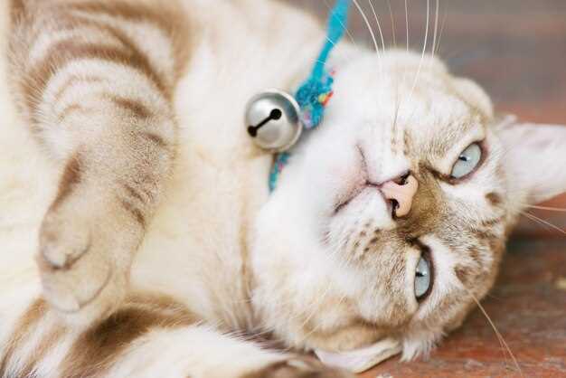 Furosemide cats dosage side effects and safe administration guide for heart kidney relief