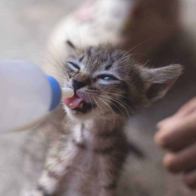 Furosemide dosage for cats veterinarian explains safe mg per kg protocols and monitoring