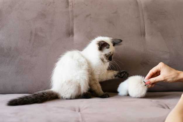 Furosemide for cats dosage side effects safety guide from vet pharmacy