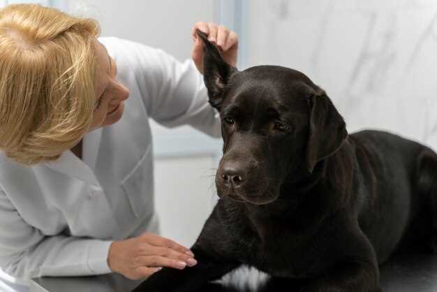 Five fast fixes dogs will actually swallow