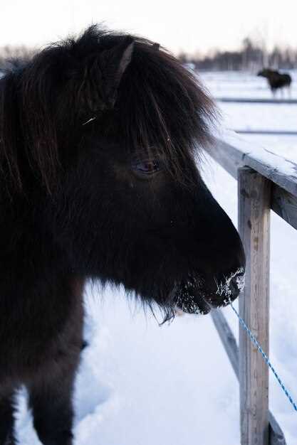 Furosemide for horses dosage side effects and legal rules for race-day use