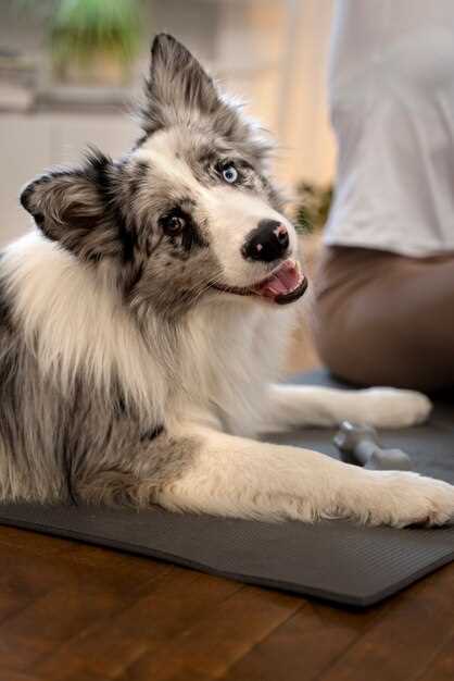Furosemide in dogs dosage side effects and safe monitoring for heart kidney lung conditions