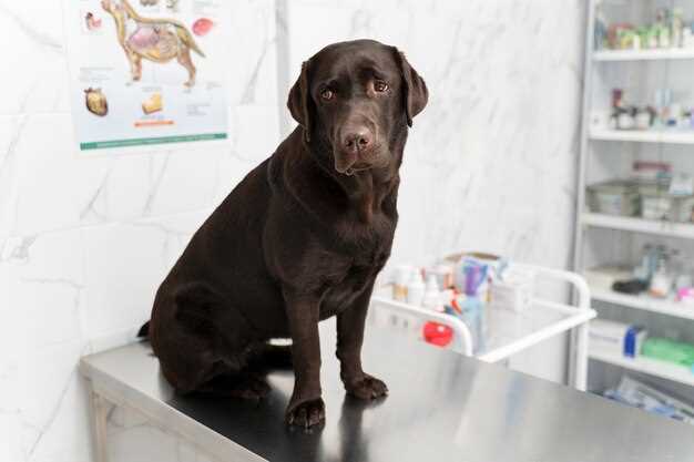 How to Spot 4 Sneaky Signs of Canine Pulmonary Edema That Vanish 24 h After the First Lasix Dose