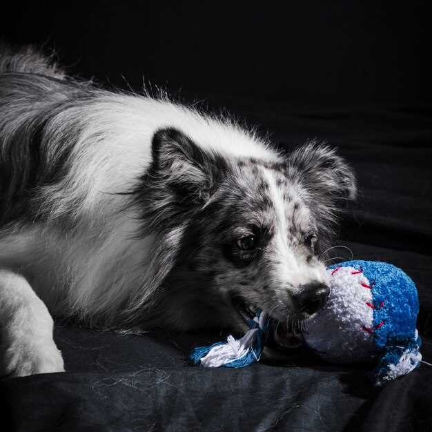 Lasix Loop Explained: How One Tiny Pill Forces Dog Lungs to Dump Fluid in 30 Minutes Flat