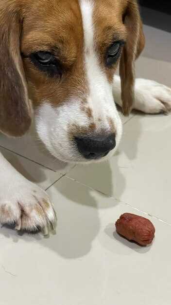 How 40 mg Furosemide Halved My Beagle’s Belly in 48 Hours–Exact Dose & Timing Sheet