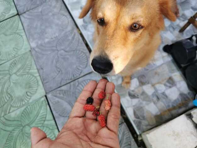 Furosemide tablets for dogs dosage side effects and safe buying guide