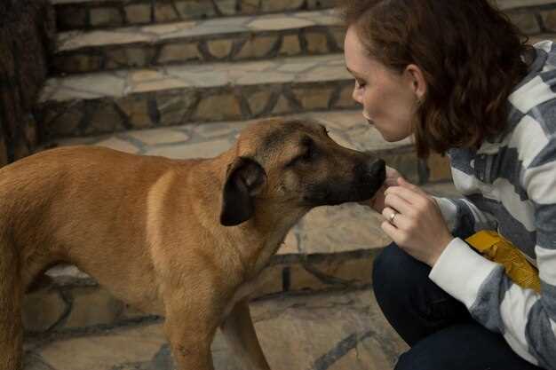 Missed a Dose? Skip or Double? The 3-Hour Rule That Saves Your Dog from Electrolyte Crash