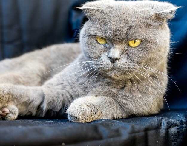 How Fast Does Lasix Work in Cats? Hour-by-Hour Timeline from First Drop to Litter-Box Sprint