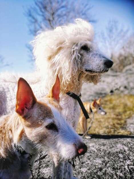 Lasix dogs dosage side effects safety guide for heart kidney edema treatment