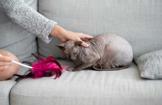 Lasix dosage for cats accurate vet guidelines for safe diuretic administration