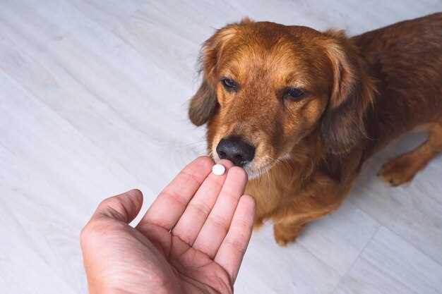 Lasix (furosemide) quick-dose for dogs