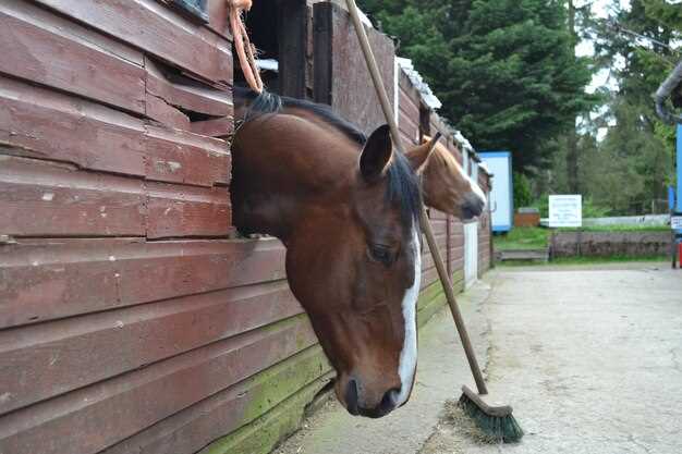 Lasix for Horses: 7 Vet-Backed Hacks to Slash Fluid Retention Overnight
