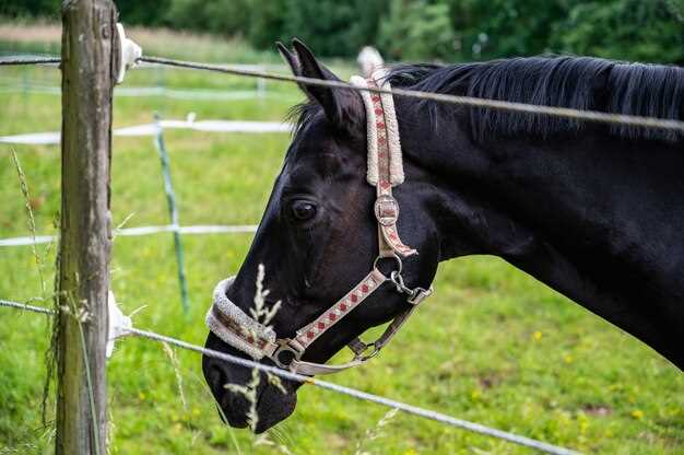 Dodging the Ban: Competition Withdrawal Timeline for Lasix in FEI vs. National Shows