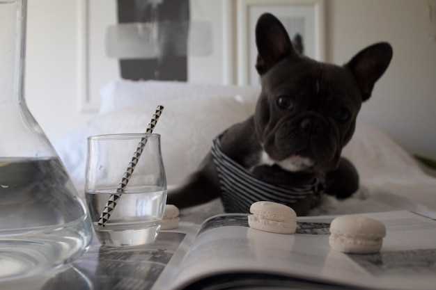 Lasix Furosemide for Dogs: 7 Vet-Approved Hacks to Flush Fluid Fast