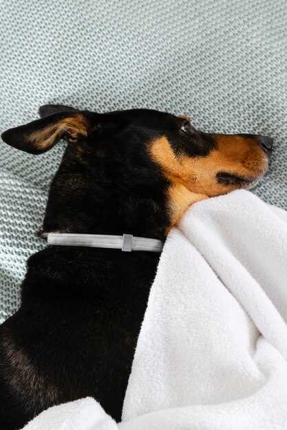Sub-Q vs. Oral: One Needle-Free Trick to Switch a Nervous Rescue Dog from Clinic Drips to Home Tablets