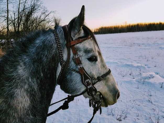 Shipping Day Checklist: 5 Silent Signs Your Horse Is Quietly Dehydrating After the Shot