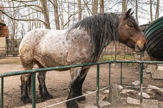 Lasix horse dosage effects risks veterinary use explained by equine experts