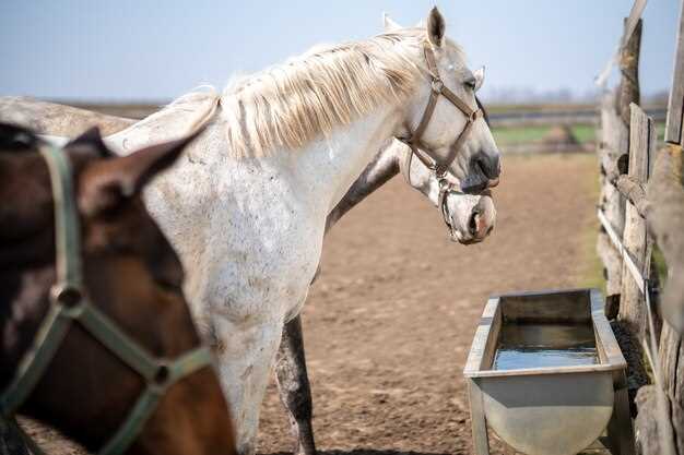 Lasix for Horses: 7 Vet-Backed Tactics to Slash Pulmonary Bleeding & Boost Track Performance