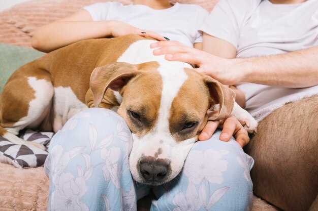 Lasix in dogs dosage side effects and safe use for heart kidney and lung issues