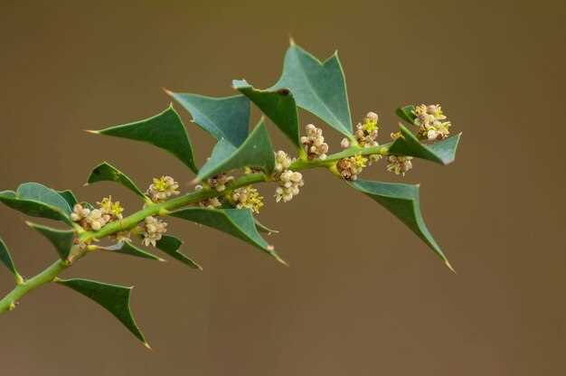 Lasix salix mechanism dosage side effects and fast edema relief guidelines