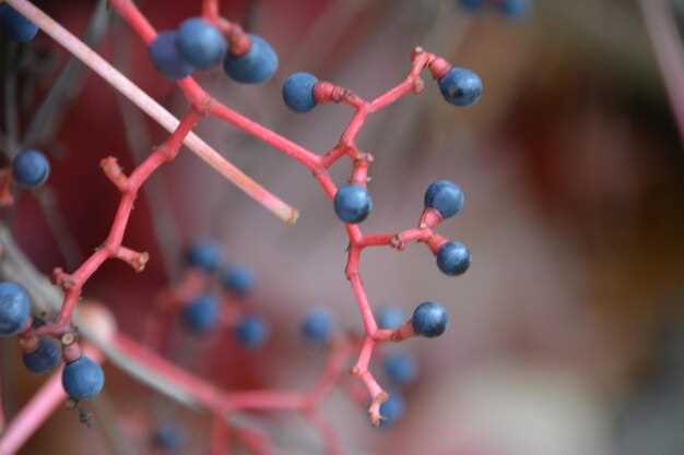 Lyrica vs Neurontin Detailed Comparison of Efficacy Side Effects Dosage Guidelines