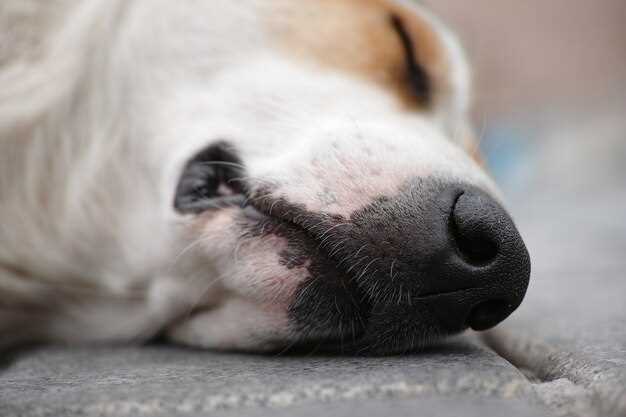 How to Dose Neurontin for a 30-lb Labrador Without a Vet Visit–Exact mg Chart Inside