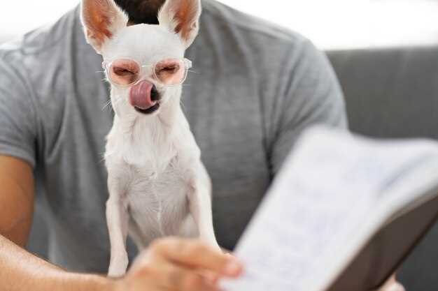 Neurontin dogs dosage seizures pain relief vet guidance safety tips