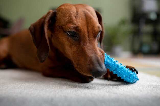 Neurontin for dogs dosage safety side effects vet guidance pain seizures anxiety