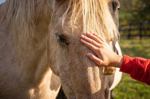 Can You Show on It? USEF & FEI 2024 Rules, Detection Times, and the 3-Page Paperwork Trail That Keeps You Ring-Safe