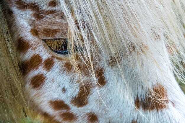 Neurontin for Horses: 7 Vet-Backed Hacks to Turn a Jittery Jumper into a Zen Champion Overnight