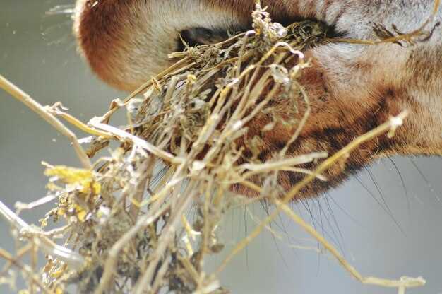 Neurontin for horses dosage safety side effects and veterinary guidelines explained