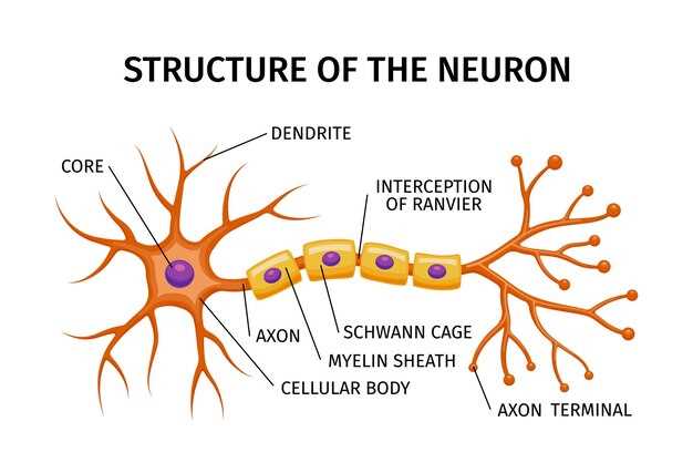 Neurontin generic name gabapentin dosage side effects prescription savings guide