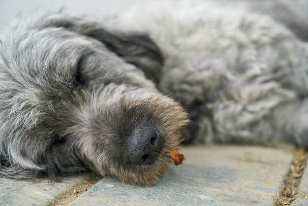 Crunch the Dose: 0.1 ml per lb? mg/kg? Calculator-Free Chart Inside for Every Breed
