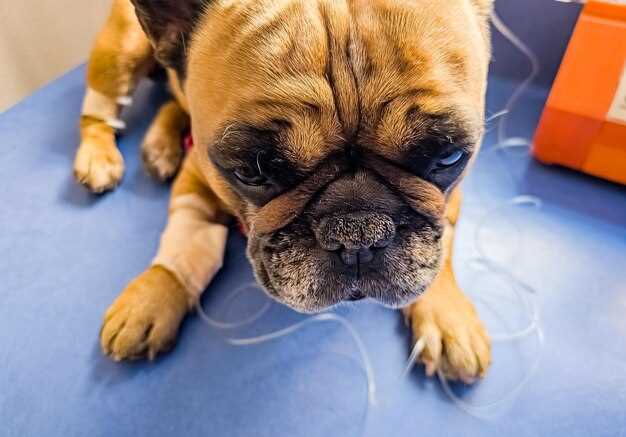 Neurontin in dogs dosage side effects safety for canine seizures nerve pain relief