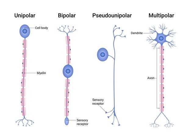 Neurontin milligrams dosage guide for nerve pain seizures and safe tapering schedules
