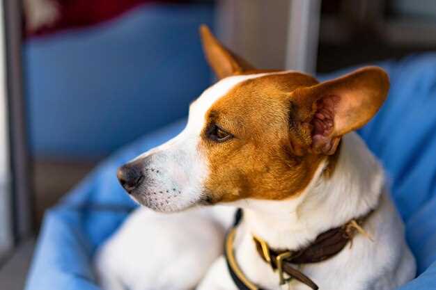Neurontin side effects in dogs vomiting sedation ataxia and when to call vet