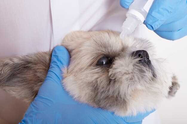 Neurontin veterinary dosage uses and safety for dogs cats and chronic pain control