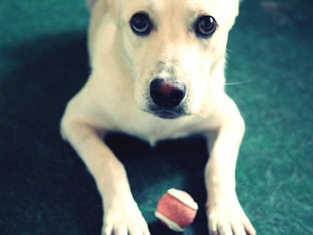 Skip the pharmacy line: 5 U.S. online stores shipping 25mg Prednisolone for dogs with overnight cold-pack