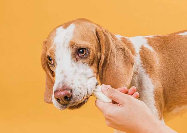 Prednisolone 25mg for dogs dosage side effects safety tips vet advice