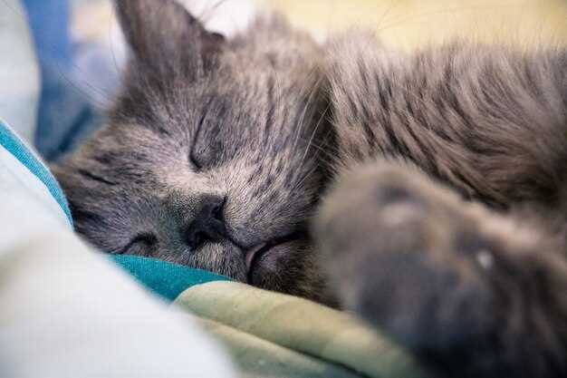 5 Sneaky Side Signals to Spot Before They Turn Into a Vet Emergency
