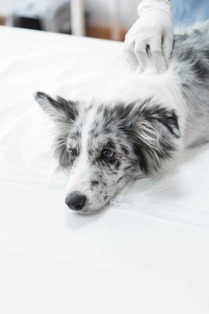 Prednisolone 5mg for dogs dosage side effects safety tips and vet guidance owners trust