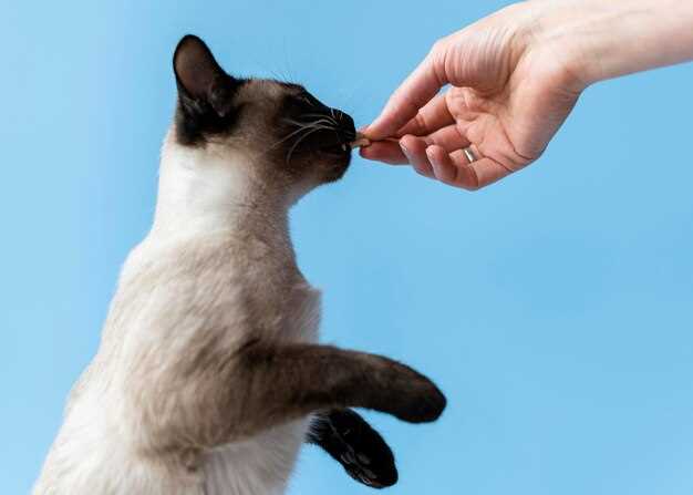 Prednisolone 5mg tablets for cats dosage uses side effects and vet guidance