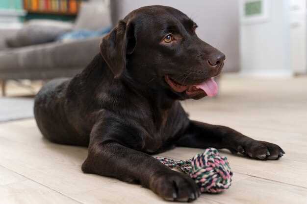 Prednisolone 5mg tablets for dogs dosage side effects safety vet guidance