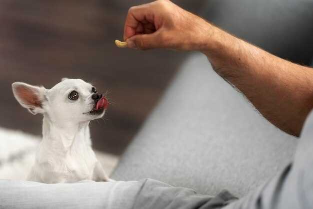 Prednisolone acetate for dogs dosage side effects and safe tapering guidelines